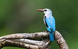 Woodland Kingfisher